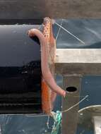 Image of Atlantic Hagfish