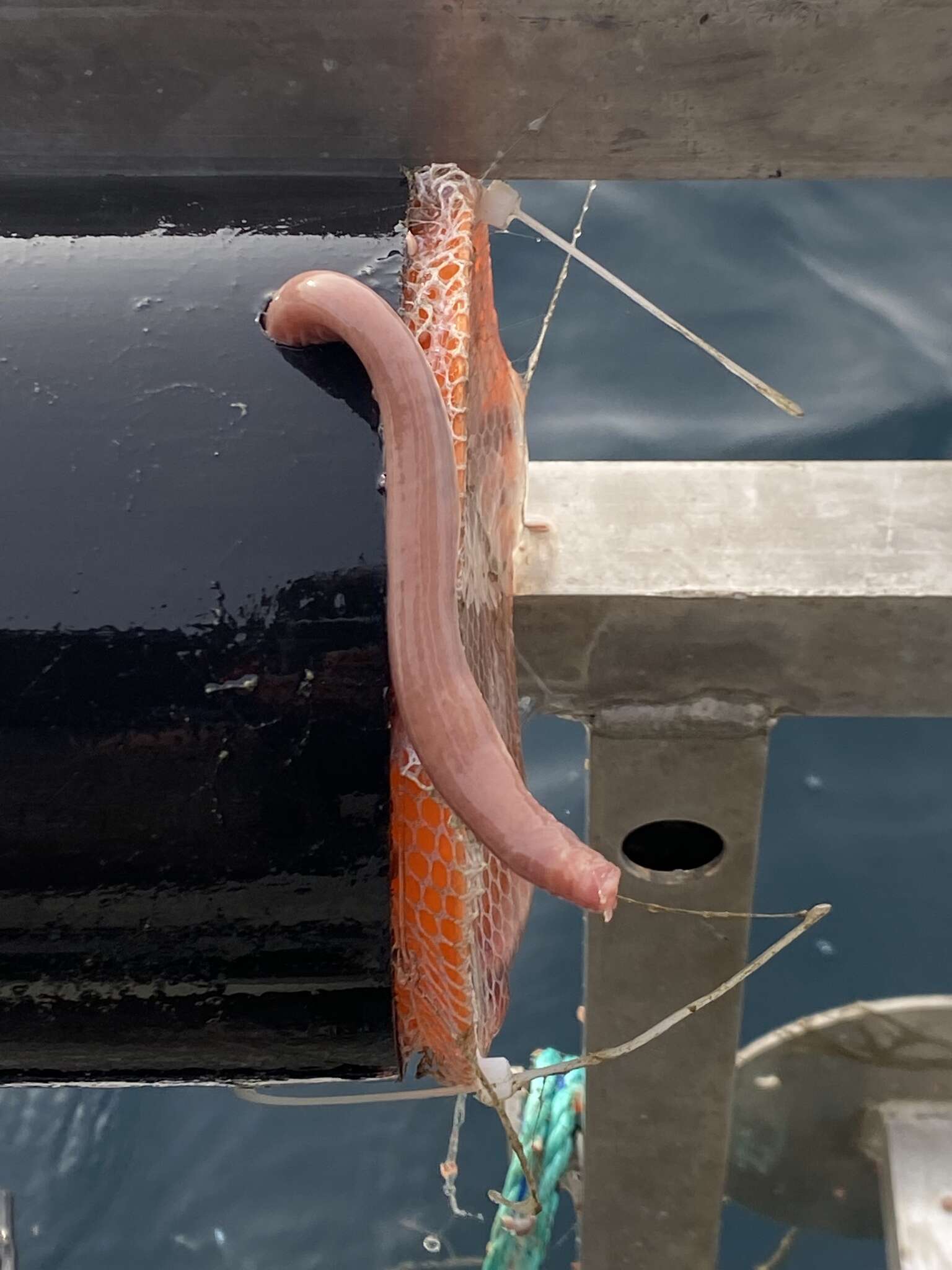 Image of Atlantic Hagfish