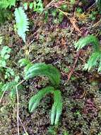 Image of Miyoshi's clubmoss