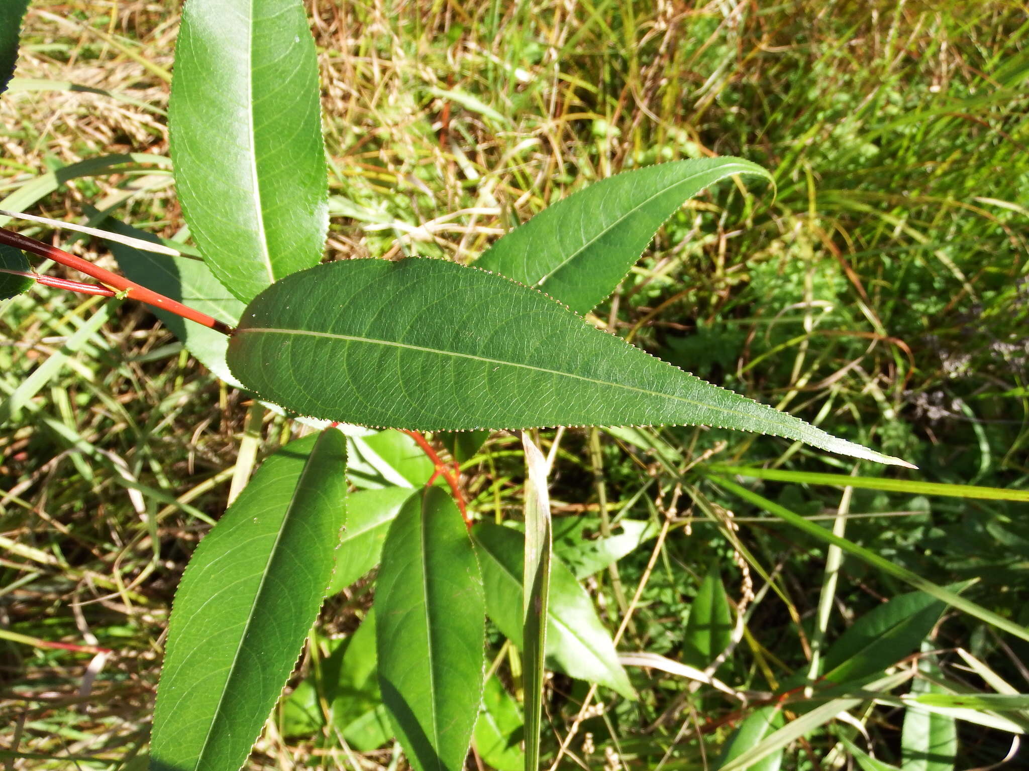 Image of shining willow