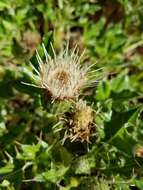 Image of Alameda County thistle