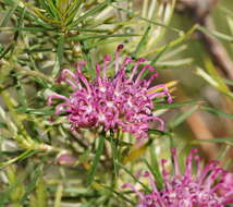 Image of Grevillea confertifolia F. Müll.
