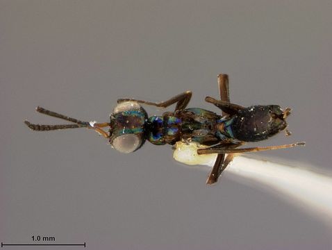 Image of <i>Eupelmus koebelei</i> Ashmead 1904