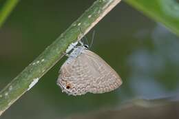 Imagem de Anthene lycaenoides (Felder 1860)