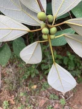 Ficus grossularioides Burm. fil.的圖片