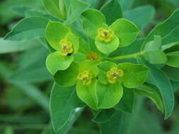 Image de Euphorbia valdevillosocarpa Arvat & Nyár.