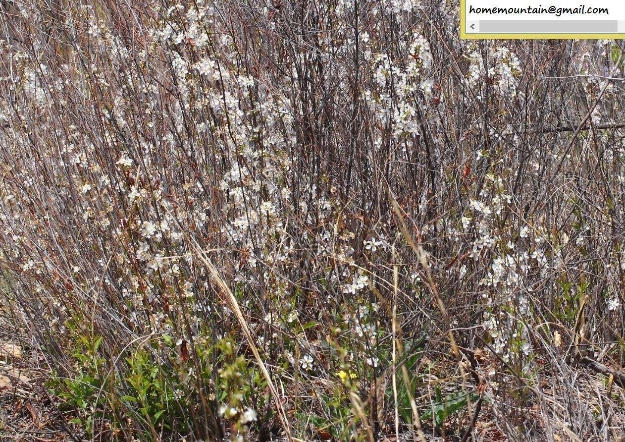 Imagem de Prunus humilis Bunge