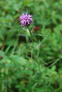 Слика од Liatris squarrosa (L.) Michx.