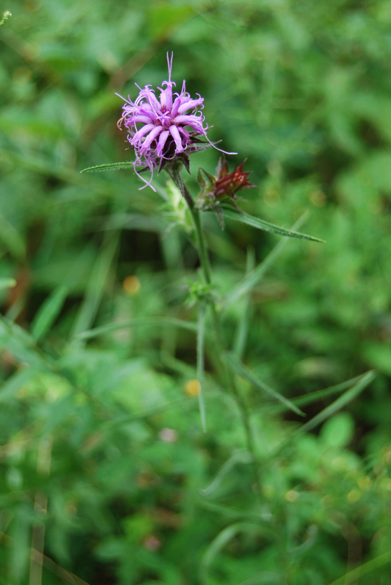 Слика од Liatris squarrosa (L.) Michx.