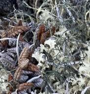 Image of witch's hair lichen