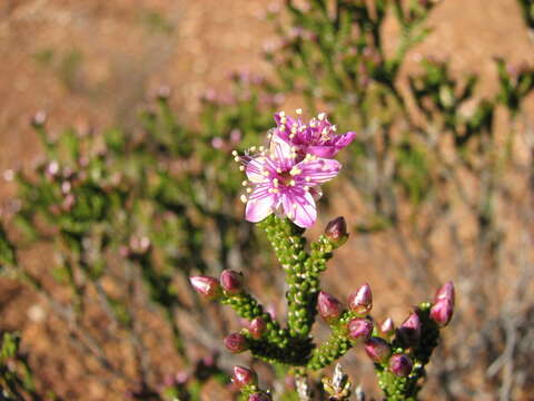 Image de Homalocalyx polyandrus (F. Müll.) Benth.