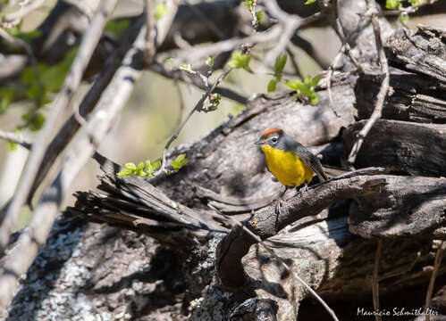 Image of Brown-capped Redstart