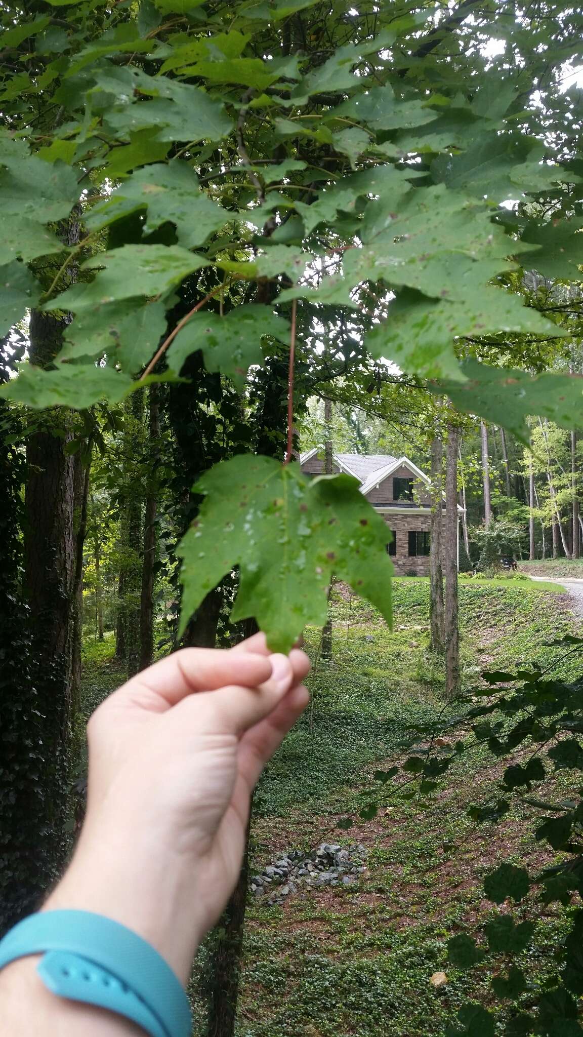 Image of Florida maple