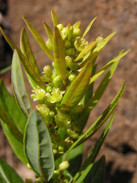 Image of Clutia monticola S. Moore