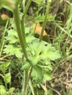 Image de Ranunculus muricatus L.