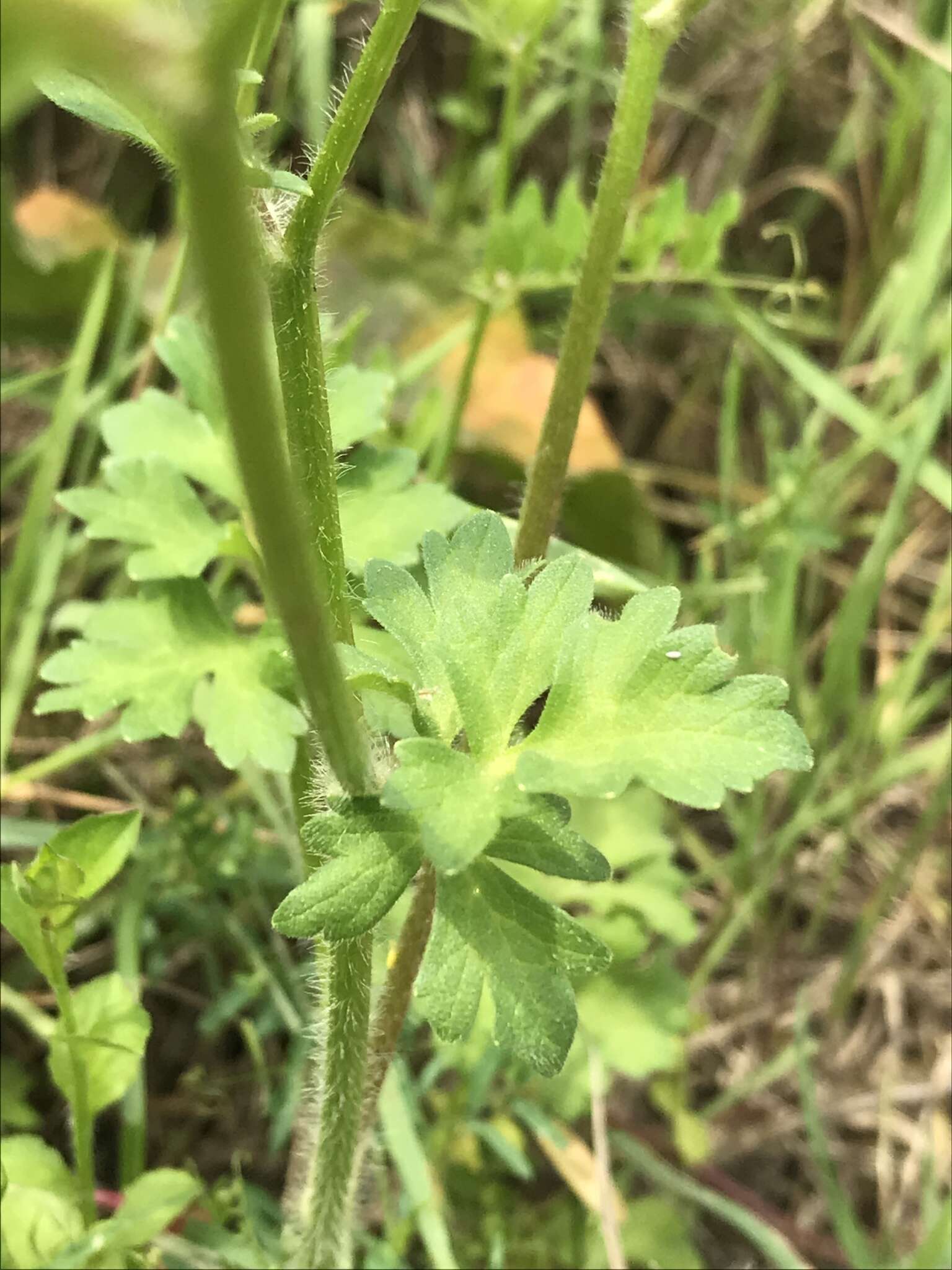 Image de Ranunculus muricatus L.