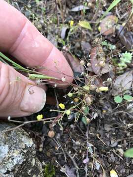 Physaria recurvata (Engelm. ex A. Gray) O'Kane & Al-Shehbaz resmi