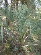 Image of Yatay palm