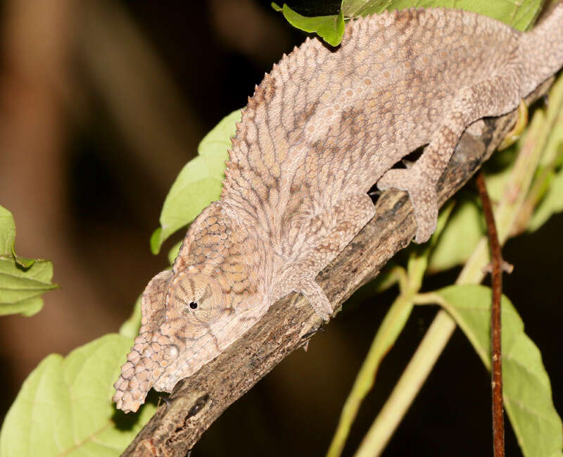 صورة Furcifer rhinoceratus (Gray 1845)