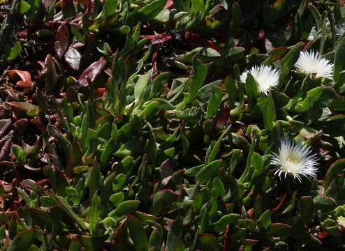 Image of Skiatophytum tripolium (L.) L. Bol.