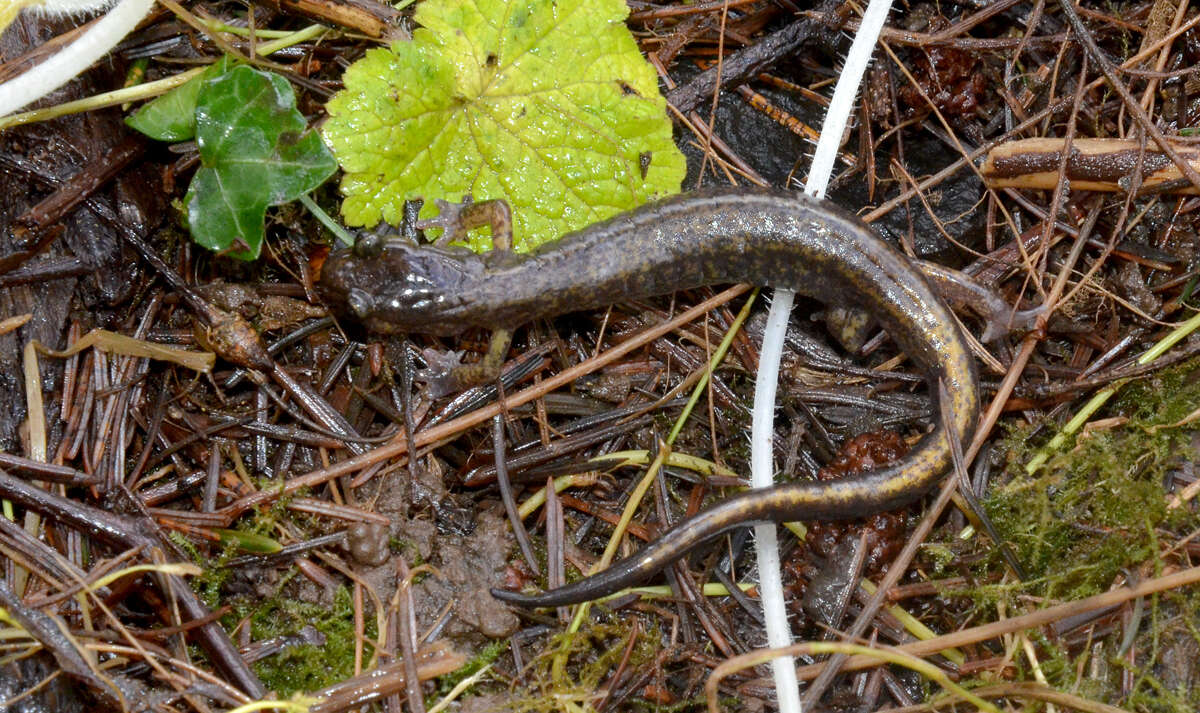 Image of Dunn's Salamander