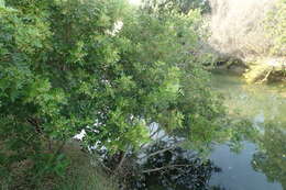 Image of <i>Schinus <i>terebinthifolia</i></i> var. terebinthifolia