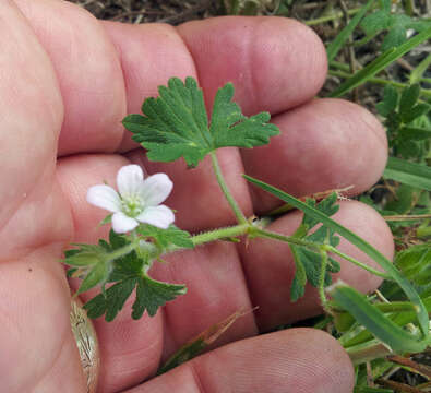 Image of Solander's geranium