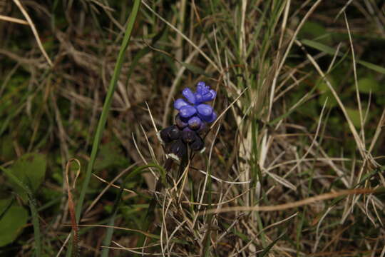 صورة Muscari pulchellum Heldr. & Sart.