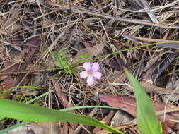 Sivun Oxalis bifida Thunb. kuva