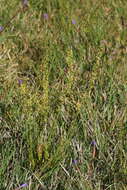 Image of Stackhousia viminea Sm.