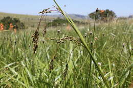 Scleria greigiifolia (Ridl.) C. B. Clarke resmi