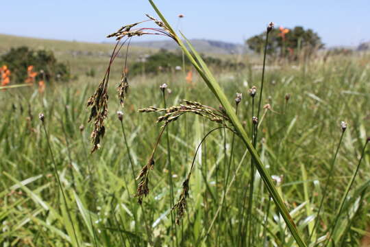 Image of Scleria greigiifolia (Ridl.) C. B. Clarke