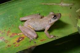 Image of Alcatraz snouted treefrog