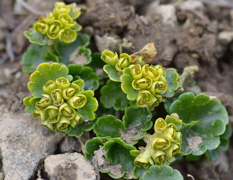 Image of Chrysosplenium nudicaule Bunge