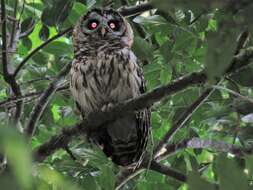 Image of Fulvous Owl