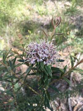 Image of Grevillea phylicoides R. Br.