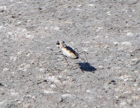 Image of White-cloaked Tiger Beetle