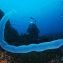 Image of Giant Salp