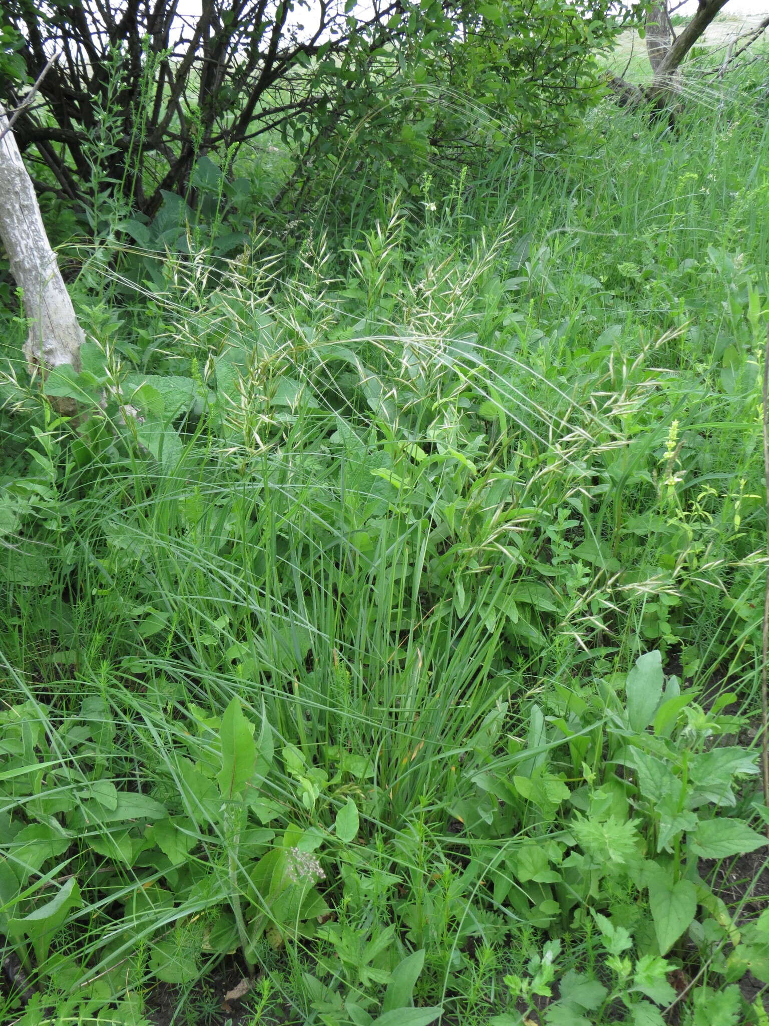 Image of oatgrass