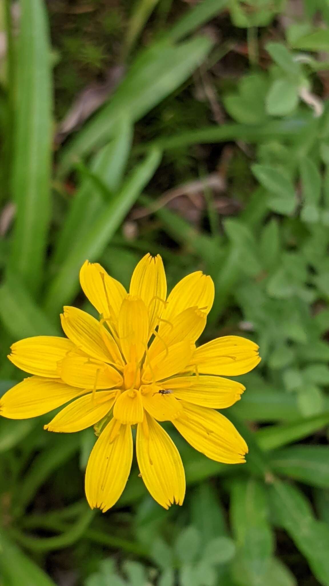 Image of mock dandelion