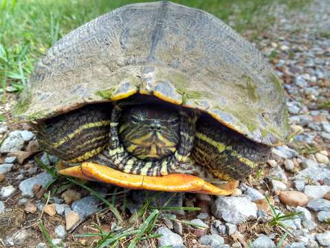 Image of Cumberland slider