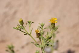 Image of Heterotheca cinerascens (S. F. Blake) G. L. Nesom