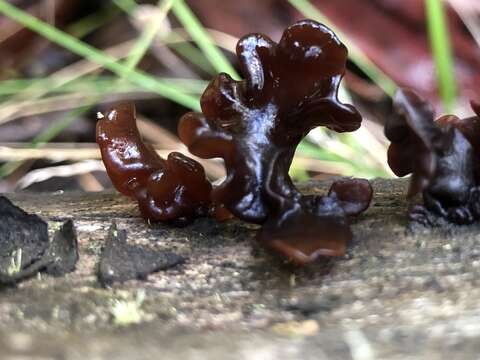 Image of Phaeotremella fimbriata (Pers.) Spirin & Malysheva