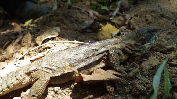 Image of Balsas Armed Lizard