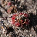 Image of Drosera coomallo Lowrie & Conran