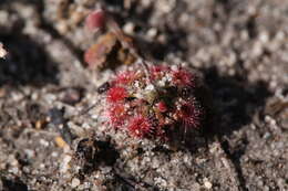 Image of Drosera coomallo Lowrie & Conran