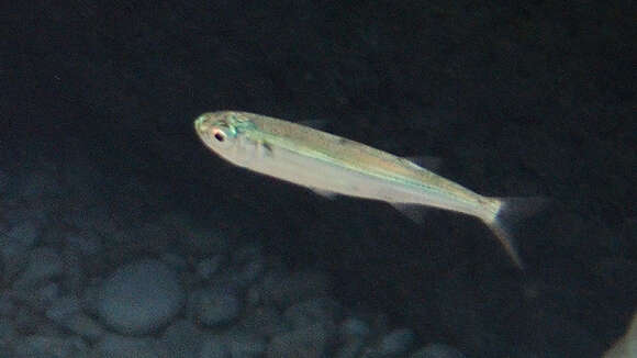 Image of Big-scale Sand Smelt