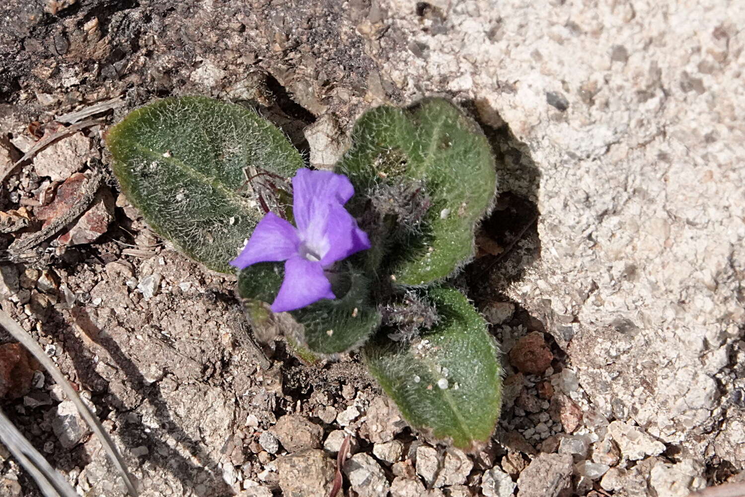 Brunoniella acaulis (R. Br.) Bremek.的圖片