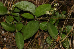 Image of Croton alnifolius Lam.