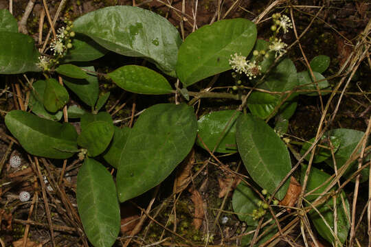 Image of Croton alnifolius Lam.